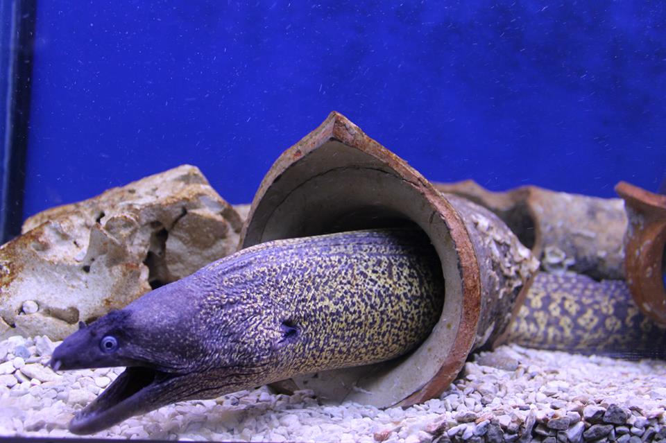 murinamaq