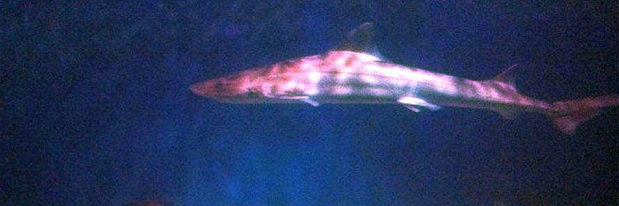 Morski pas u centru Šibenika: U jednom od najmodernijih akvarija u Hrvatskoj pliva morski pas Zdravko (FOTO)(VIDEO)