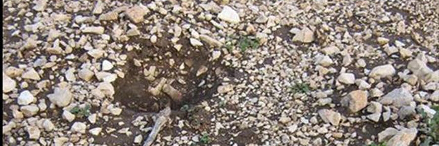 Oprez, medvjed viđen na brdu iznad Podstrane